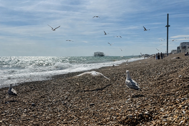 Seagulls over Brighton beach with the West Pier beyond